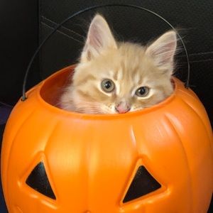 Meet your Posher, Adam